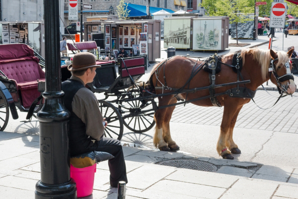 Englisch lernen mit EC in Montreal mit Farmstay