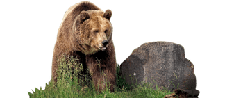 EC Kanada Banner - Bär in Kanada